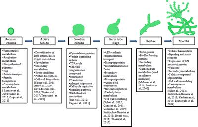 Molecular Insights Into Development and Virulence Determinants of Aspergilli: A Proteomic Perspective